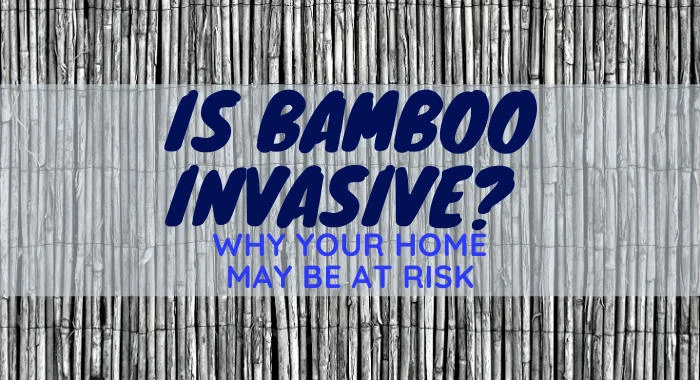Is Bamboo Invasive? Why Your Home May Be At Risk