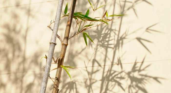 The only way to stop bamboo from spreading is to not plant it at all, or controlling its growth regularly by having them in containers. 