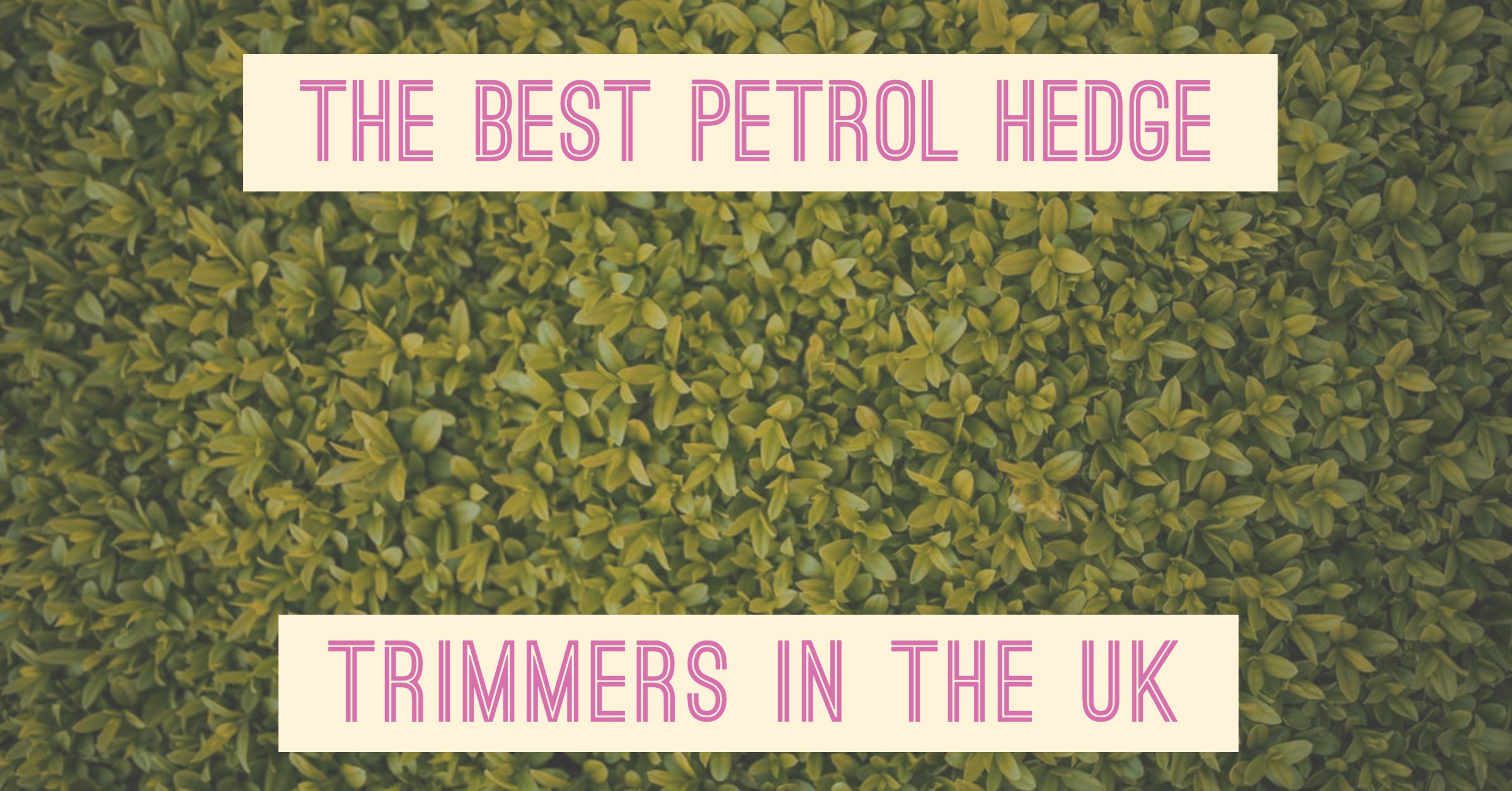 Best Petrol Hedge Trimmers