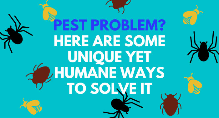 Pest Problem? Here Are Some Unique Yet Humane Ways To Solve It
