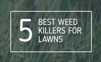 Best Weed Killers For Lawns UK