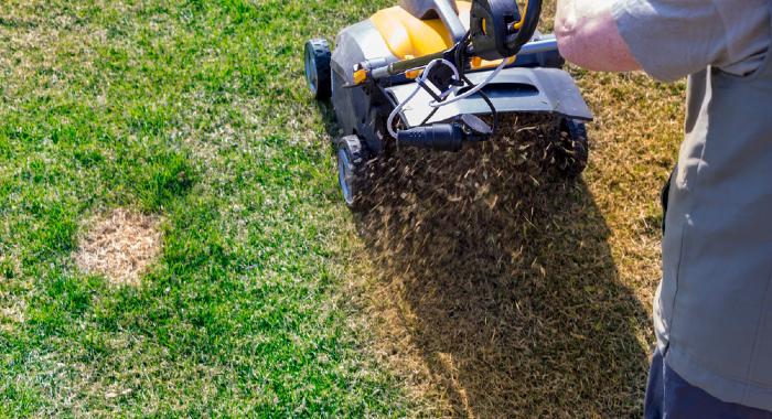 The scarification process is a mechanical one that will remove excessive thatch in an aggressive manner for the lawn to regrow stronger.