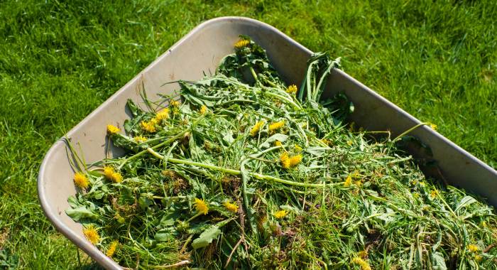 Get rid of weeds on a lawn
