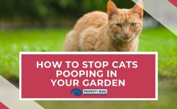 How To Stop Cats Pooping In Your Garden