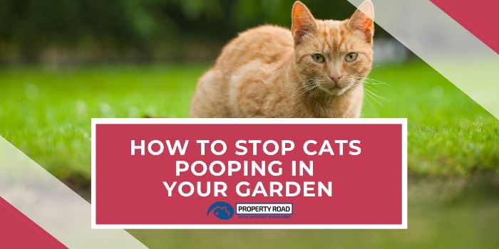 How To Stop Cats Pooping In Your Garden