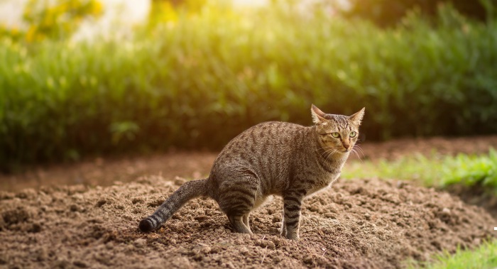 There are several solutions on how to stop cats pooping in your garden, such as a motion-activated sprinkler or a reflecting light. 