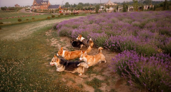 Dogs do not particularly like the smell of lavender, so this is a plant that might help you prevent dog fouling on your garden. 