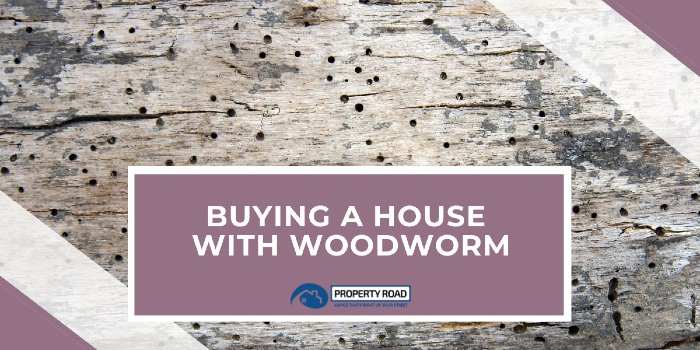 Buying A House With Woodworm