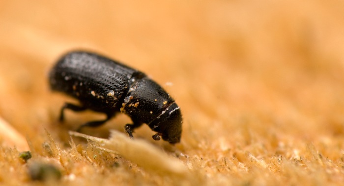 Woodworms are not really worms but more a type of beetle that infests wood. 